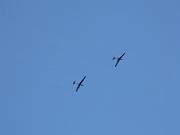 Horizon_Airmeet_2013_Set_2 147